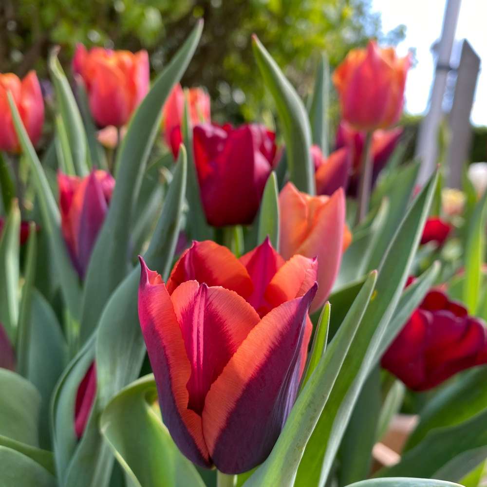 'Molly' Tulipanblanding